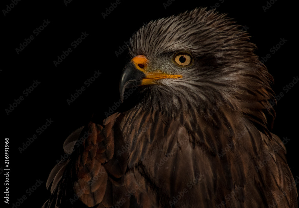 black kite