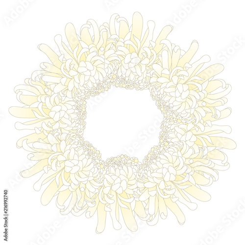 White Chrysanthemum Flower ...
