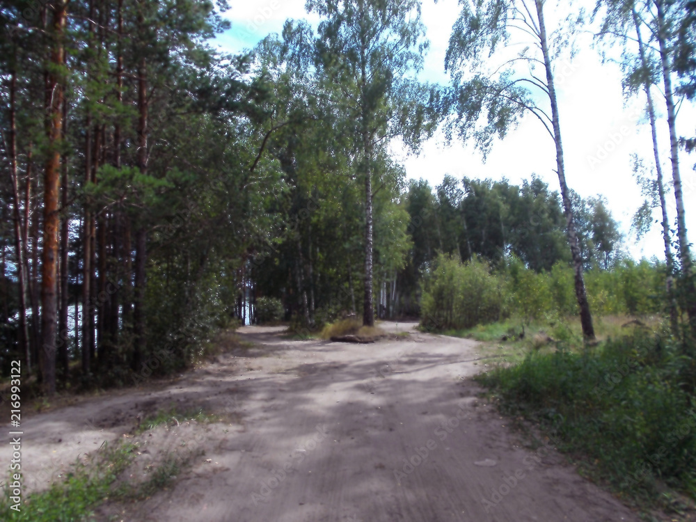 Fototapeta premium лес