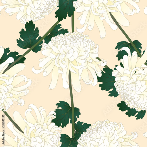 White Chrysanthemum Flower ...