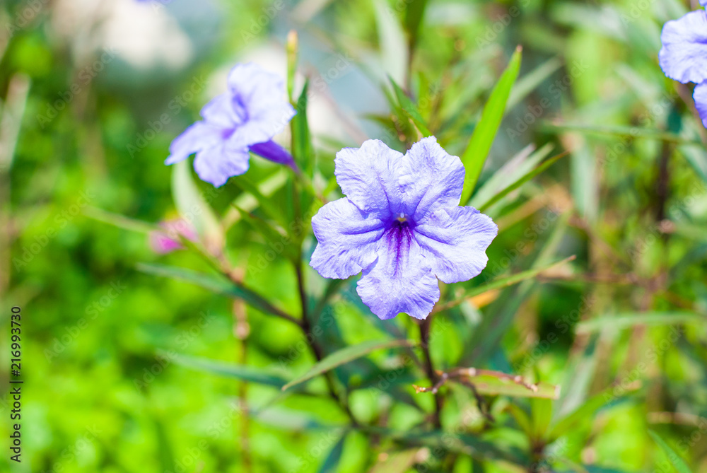 Blue-purple little cute flower outstanding from green leaves background in sunny day, nature background