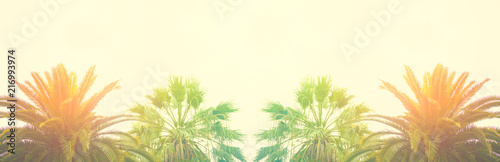 Banner Palm leaves against the sky Tropical background Bright sunny colors Vintage Retro toning