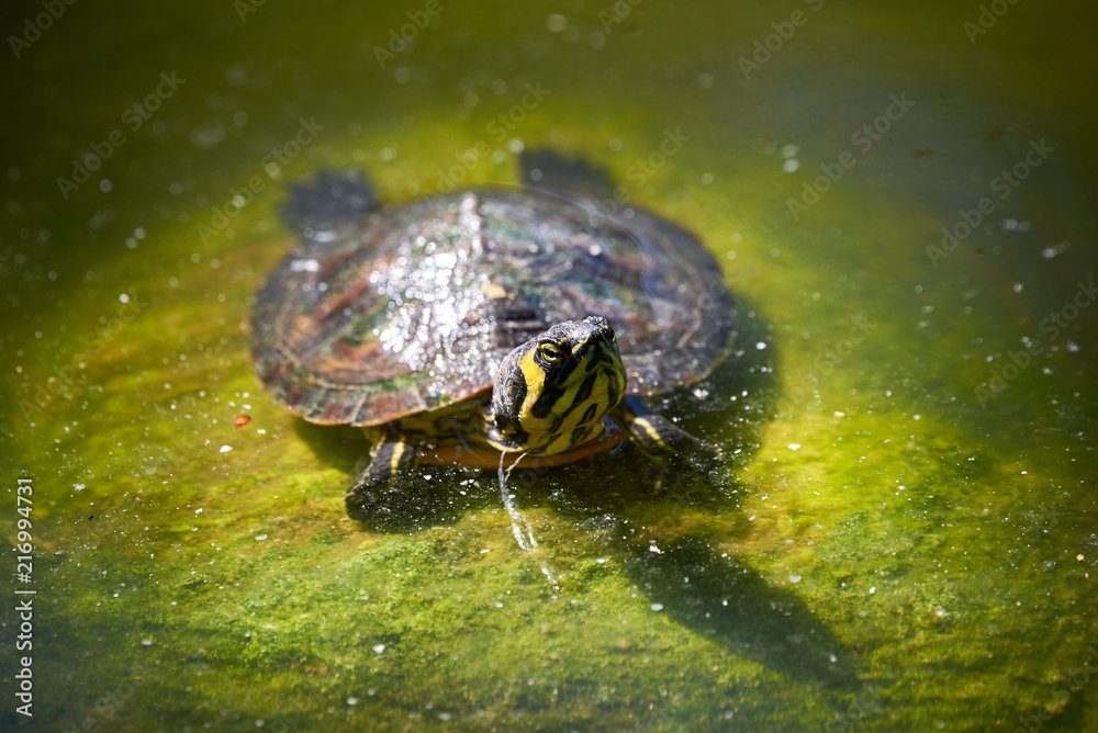 Obraz premium Yellow-bellied slider turtle (Trachemys scripta scripta)