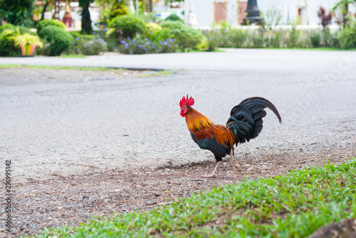 Colorful healthy rooster is crossing the road in the temple of Thailand with building background