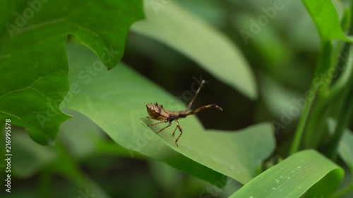 Macro of a young brown bug bug Coriomeris hirticornis with long mustaches on a green leaf in the grass in the foothills of the Caucasus photo