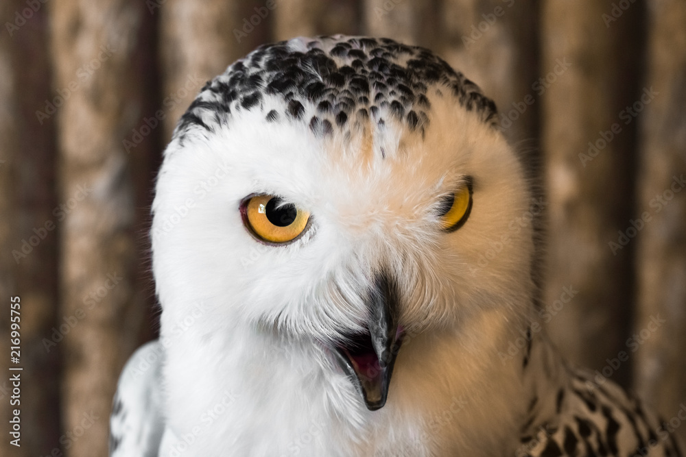 Naklejka premium Pygmy owl,Glaucidium brodiei 1 year old isolate on background, copy space.Technical closed up