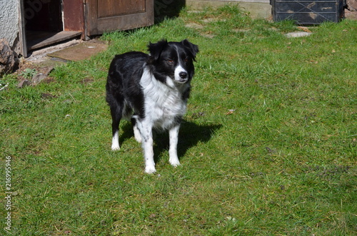 Border Collie im Wind