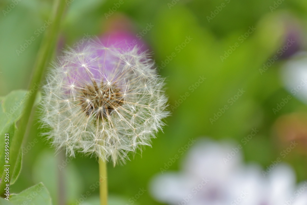 Fototapeta premium Pissenlit, dent de lion sur un arrière plan coloré et flou