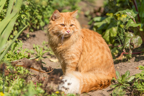 Beautiful fluffy orange cat kitty portrait outdoor in garden © Viktor Iden
