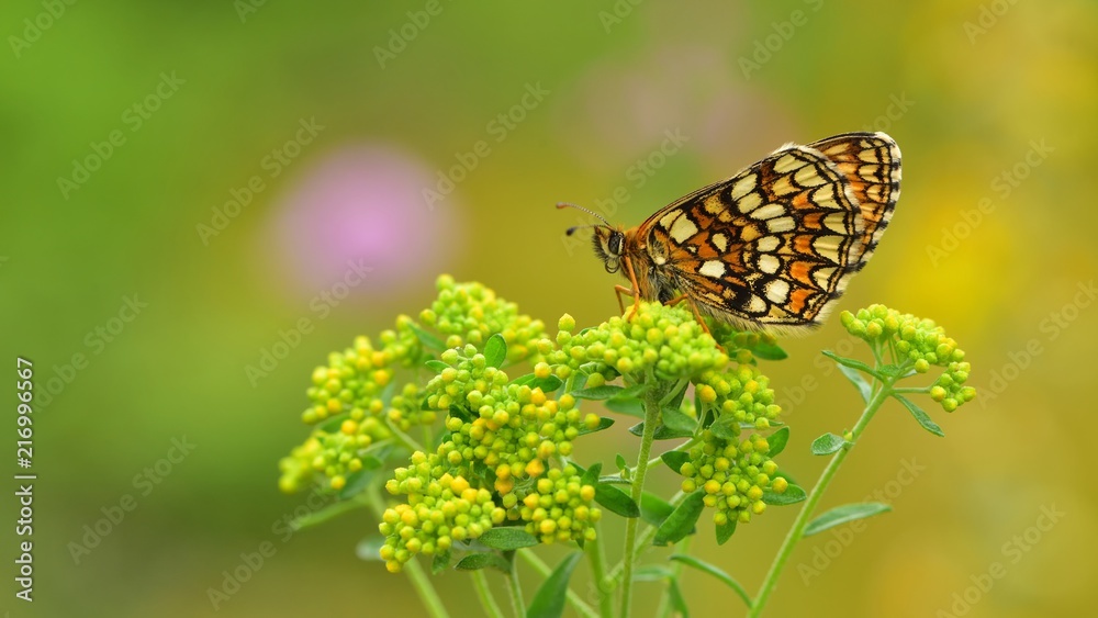 Obraz premium Melitaea athalia 380