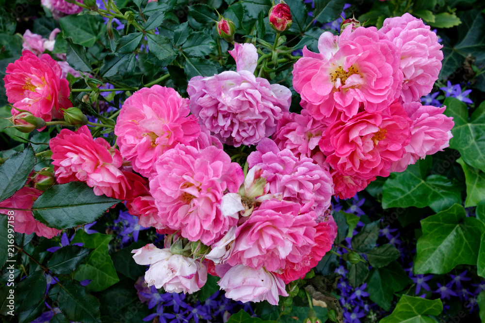 Beautiful roses, flowers. Roses in garden. Macro photography.