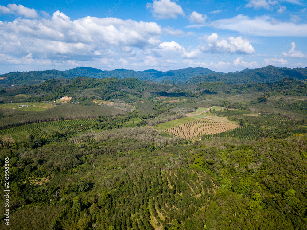Fototapeta premium Aerial drone view of deforestation of a tropical rainforest to make room for palm oil and rubber plantations