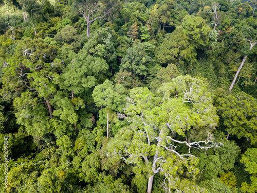 Aerial drone view of lush, green tropical rainforest