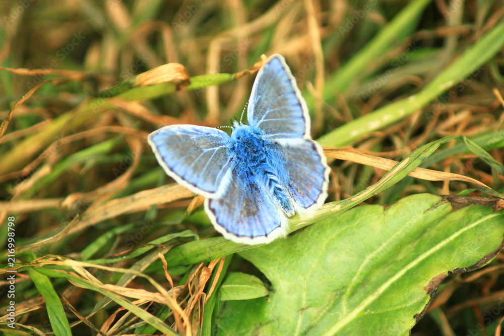 The common blue butterfly (Polyommatus icarus) is a butterfly in the family Lycaenidae and subfamily Polyommatinae. The common blue butterfly (Polyommatus icarus) is a butterfly in the family Lycaenidae and subfamily Polyommatinae.