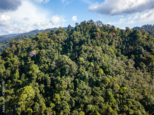 Aerial drone view of lush, green tropical rainforest