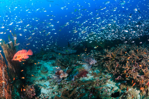 Fototapeta Naklejka Na Ścianę i Meble -  Hundreds of tropical fish swim around a colorful coral reef