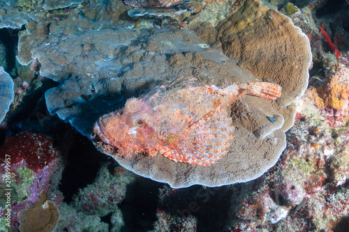 Colorful Scorpionfish hiding on hard coral on a tropical reef