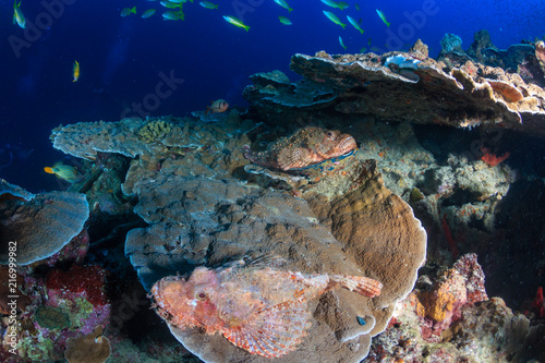 Colorful Scorpionfish hiding on hard coral on a tropical reef