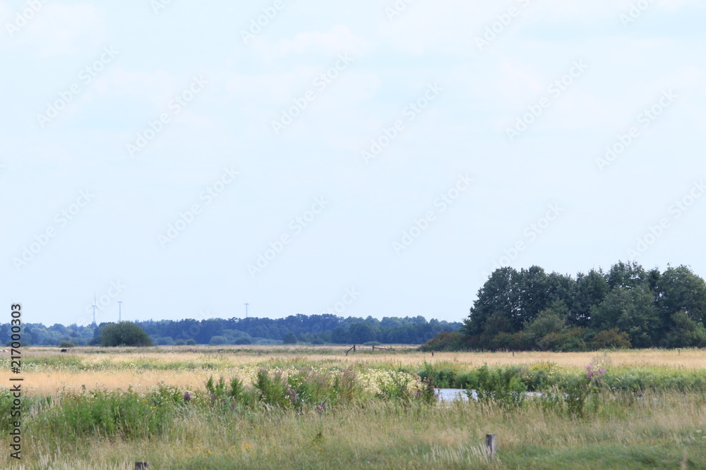 Natur am Breiten Wasser in der Hammeniederung im Sommer