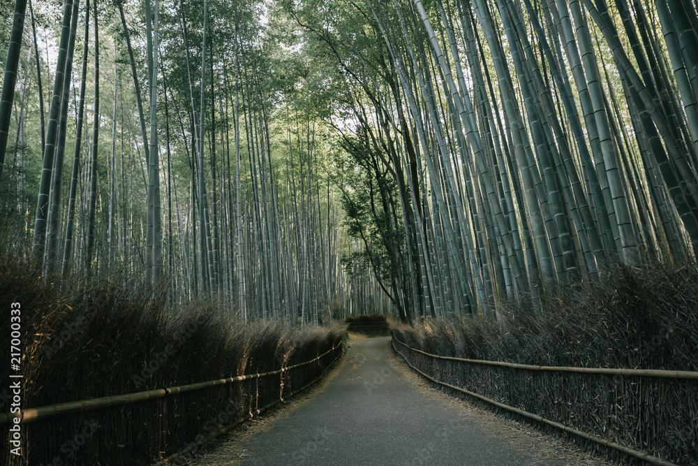 Fototapeta Bamboo forest walkway with film vintage style