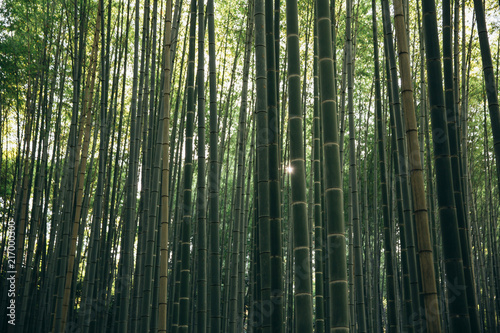 Japanese Bamboo forest background with film vintage style