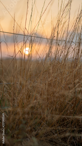 Fototapeta Naklejka Na Ścianę i Meble -  Gras vor Sonnenuntergang 