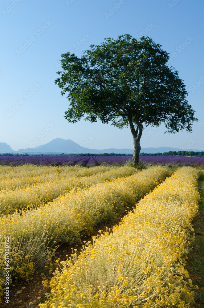 Fototapeta premium Plateau de Valensole 2018