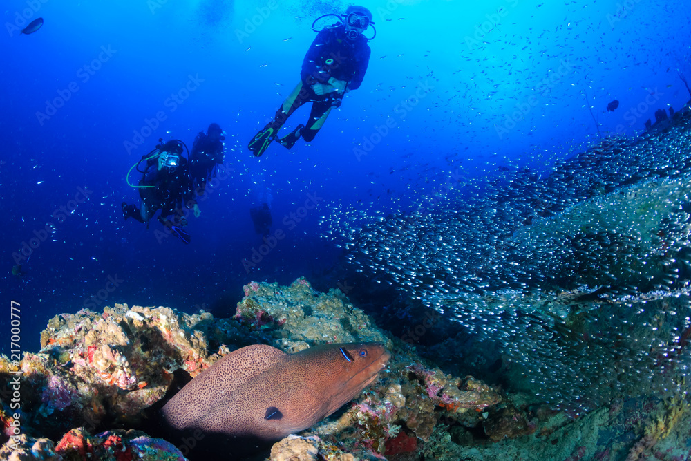 Fototapeta premium Giant Moray Eel and background SCUBA divers on a deep, dark, tropical coral reef