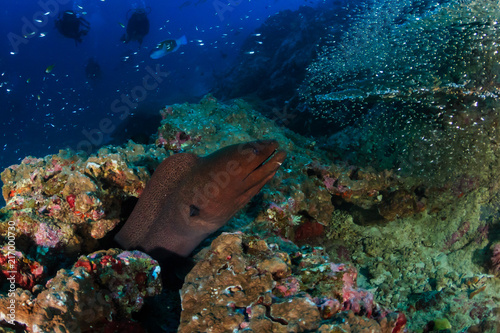 Giant Moray Eel and background SCUBA divers on a deep, dark, tropical coral reef © whitcomberd