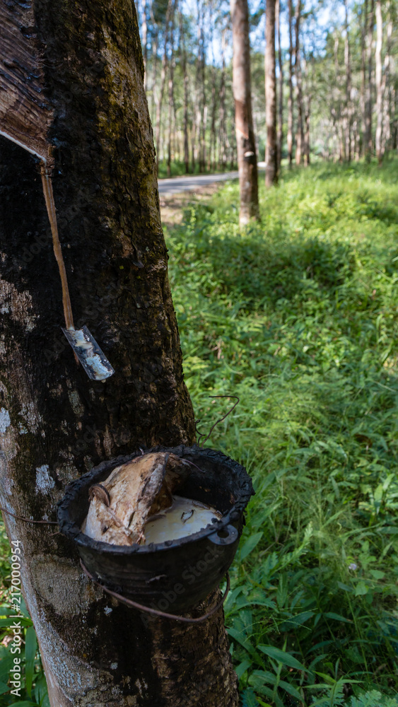Natural rubber being removed from a tree at a rubber plantation in asia Natural rubber being removed from a tree at a rubber plantation in asia
