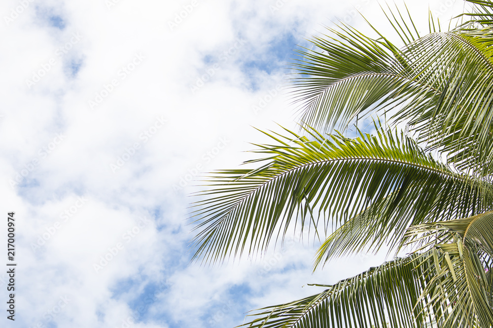 Coconut leaves background beautiful sky.