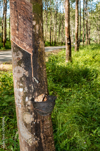 Natural rubber being removed from a tree at a rubber plantation in asia