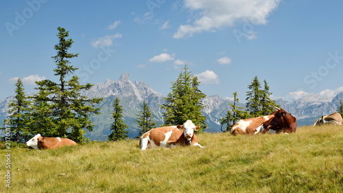 View on Dachstein Mountain with the cow, Bischofsmuetze in the background, Salzkammergut, AustriaAustria