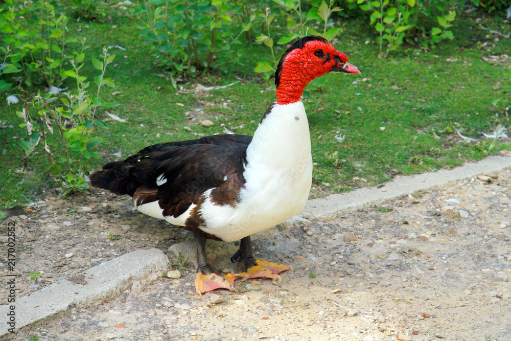 Blacr and white Muscovy duck portrait. Musky duck , Indoda , Barbary duck with red nasal corals in garden