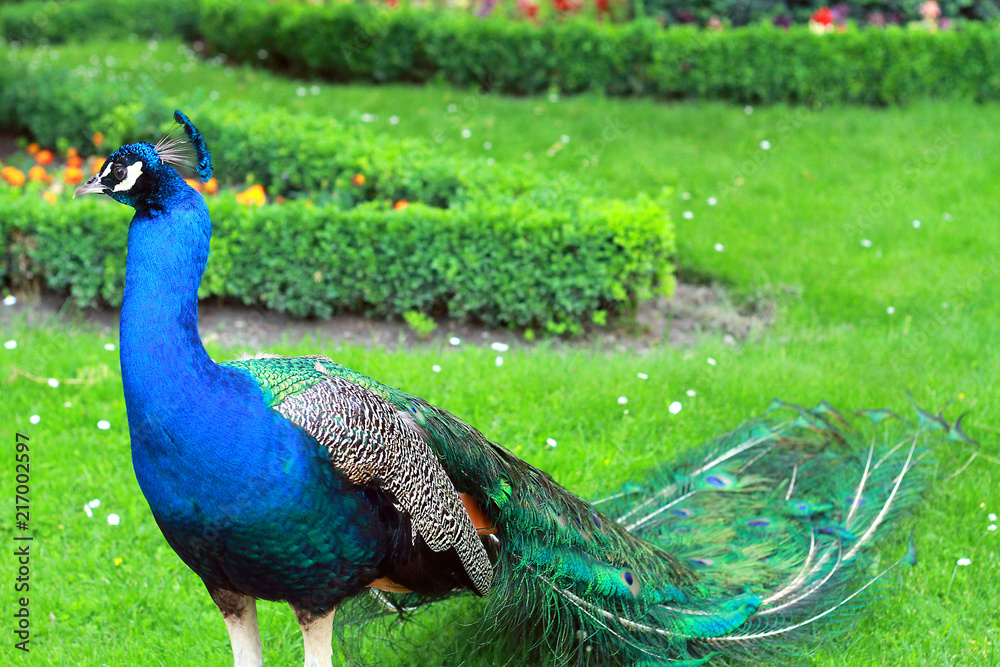 Obraz premium Peacock with a folded tail walks on the lawn in a blooming park