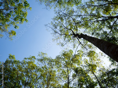 Big tree with green leave in forest high up to blue sky. Natural and environment concept.