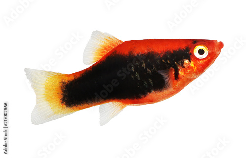 Red variatus Platy platy male Xiphophorus maculatus tropical aquarium fish  photo