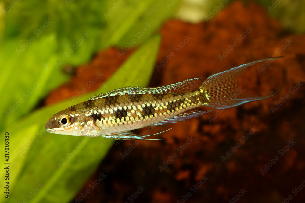 Checkerboard Cichlid Dicrossus filamentosus aquarium fish dwarf cichlid