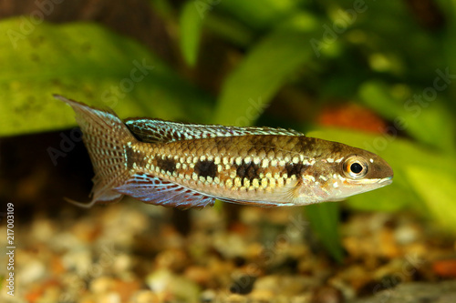 Checkerboard Cichlid Dicrossus filamentosus aquarium fish dwarf cichlid 