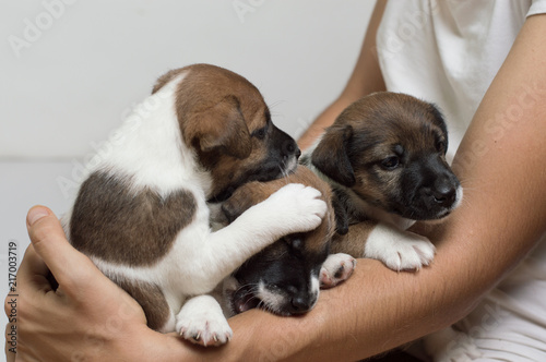 Little fox terrier puppies on the hands are played