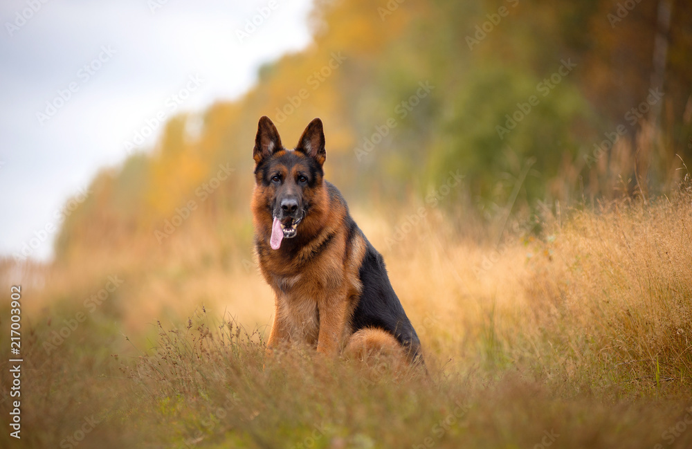 Autumn, dog breed German shepherd sitting on the footpath behind the forest and the bright colors of autumn, a serious dog Autumn, dog breed German shepherd sitting on the footpath behind the forest and the bright colors of autumn, a serious dog