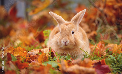 Decorative little rabbit in autumn in maple leaves