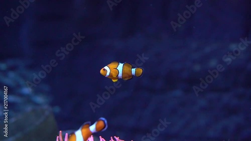 Clownfish swimming in slowmotion, recorded at 100 frames pr second. The clowfish is swimmin next to a sea anemone photo