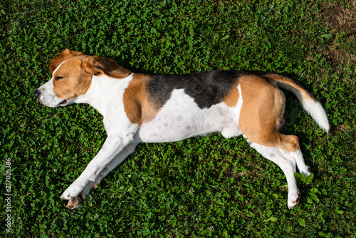 Beagle dog resting in garden in the sun on a grass
