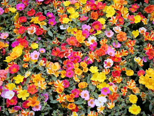 Colorful flowers background