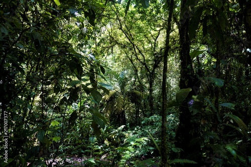 Trees and ferns in the jungle of Braulio Carrillo National Park