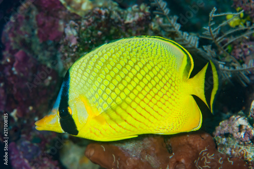 Fotografía Butterflyfish