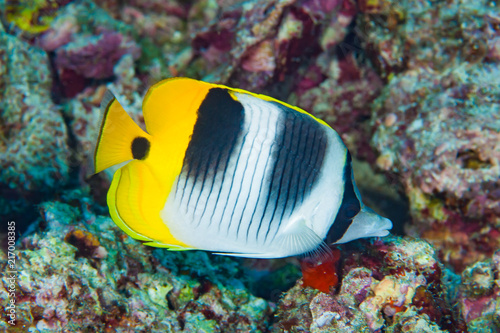 Butterflyfish