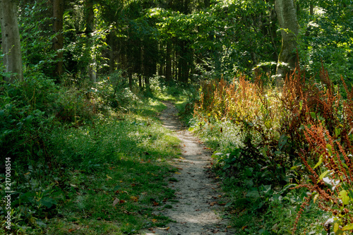 chemin en forêts 