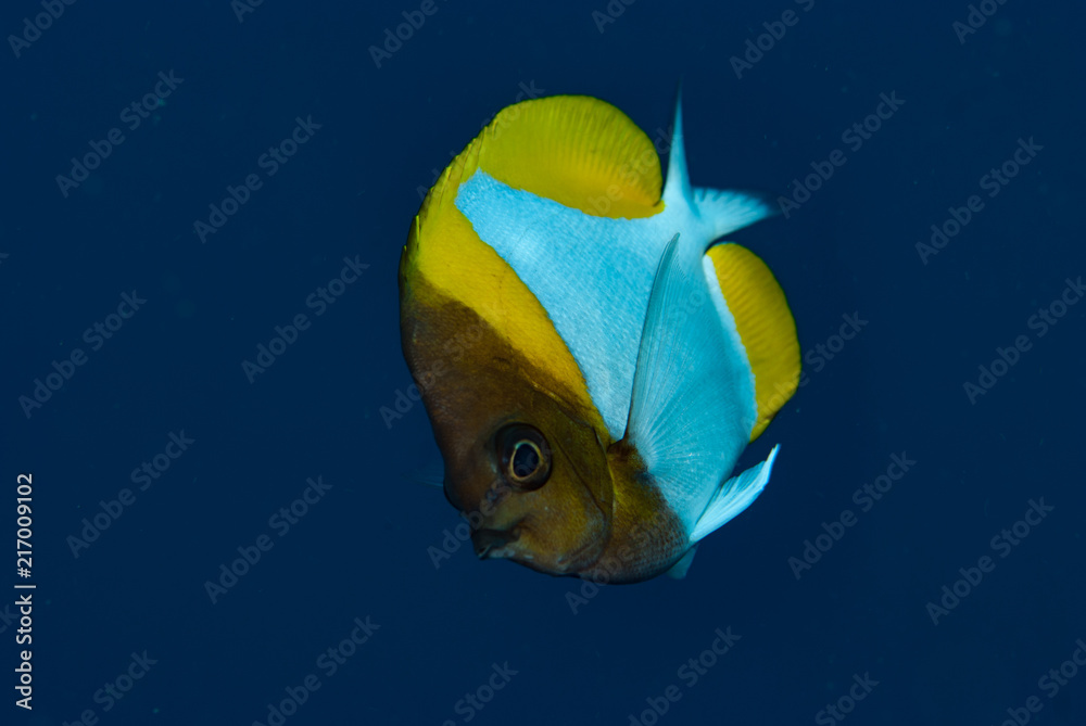 Naklejka premium Butterflyfish